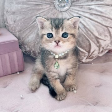 スコティッシュフォールド(立ち耳)【北海道・男の子・2025年10月19日・ブラウンタビーシェーデッド（ショート）】の写真「ママ似の可愛いおっとりくん🧡お写真UP✨」