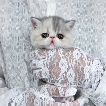 エキゾチックショートヘア【北海道・女の子・2025年8月31日・ダイリュートキャリコ】の写真「ぽわわんお顔の美人さん🩷お写真UP✨」