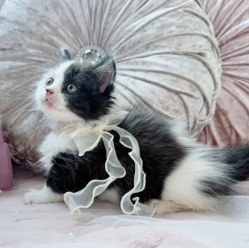 マンチカン(短足)【北海道・男の子・2025年9月23日・チョコレート&ホワイト】の写真「おっとりぴえん顔の可愛い男の子💜最新お写真UP✨」