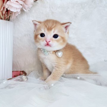 スコティッシュフォールド(折れ耳)【北海道・男の子・2025年10月19日・レッドタビー&ホワイト（ショート）】の写真「ぽわわんお顔の癒しBoy💙」