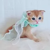 スコティッシュフォールド(折れ耳)