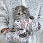 エキゾチックショートヘア