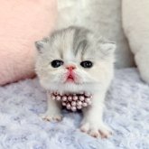 エキゾチックショートヘア