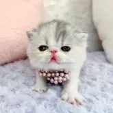 エキゾチックショートヘア