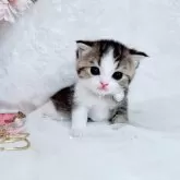 スコティッシュフォールド(折れ耳)