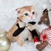 スコティッシュフォールド(折れ耳)