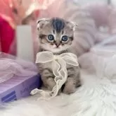 スコティッシュフォールド(折れ耳)【北海道・男の子・2025年1月25日・ブラウンタビーシェーデッド】の写真1「まんまるお顔にきゅるるおめめ🩵」