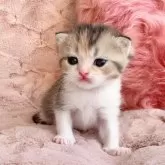 スコティッシュフォールド(折れ耳)