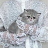 エキゾチックショートヘア