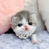 エキゾチックショートヘア
