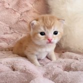 スコティッシュフォールド(折れ耳)