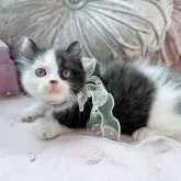 マンチカン(短足)