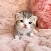 スコティッシュフォールド(折れ耳)