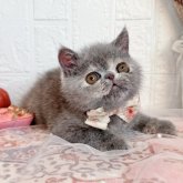 エキゾチックショートヘア