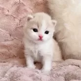 スコティッシュフォールド(立ち耳)