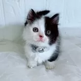 マンチカン(短足)