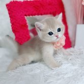 ブリティッシュショートヘア