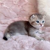 スコティッシュフォールド(立ち耳)