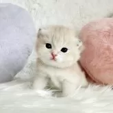 ブリティッシュショートヘア