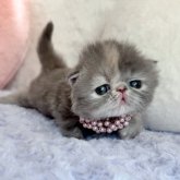 エキゾチックショートヘア