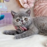 エキゾチックショートヘア