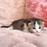 スコティッシュフォールド(折れ耳)【北海道・女の子・2025年10月19日・ブラウンタビー&ホワイト】の写真2