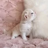 スコティッシュフォールド(立ち耳)【北海道・男の子・2025年10月19日・クリーム&ホワイト】の写真2