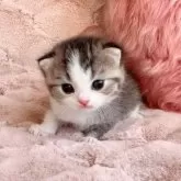 スコティッシュフォールド(折れ耳)【北海道・女の子・2025年10月19日・ブラウンタビー&ホワイト】の写真3