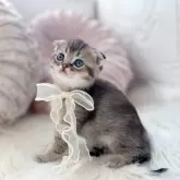 スコティッシュフォールド(折れ耳)【北海道・男の子・2025年1月25日・ブラウンタビーシェーデッド】の写真3