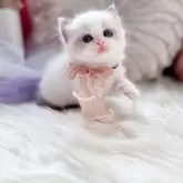 ラガマフィン【北海道・女の子・2025年2月2日・ブルーリンクスポイント】の写真4