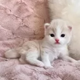 スコティッシュフォールド(立ち耳)【北海道・男の子・2025年10月19日・クリーム&ホワイト】の写真5