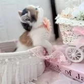 ラガマフィン【北海道・女の子・2025年2月2日・キャリコ】の写真5