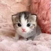 スコティッシュフォールド(折れ耳)【北海道・女の子・2025年10月19日・ブラウンタビー&ホワイト】の写真5