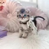 スコティッシュフォールド(折れ耳)【北海道・男の子・2025年1月25日・ブラウンタビーシェーデッド】の写真7