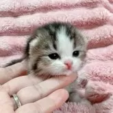 スコティッシュフォールド(折れ耳)【北海道・女の子・2025年10月19日・ブラウンタビー&ホワイト】の写真7