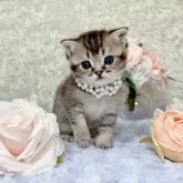 スコティッシュフォールド(折れ耳)【北海道・男の子・2025年1月25日・ブラウンタビーシェーデッド】の写真9