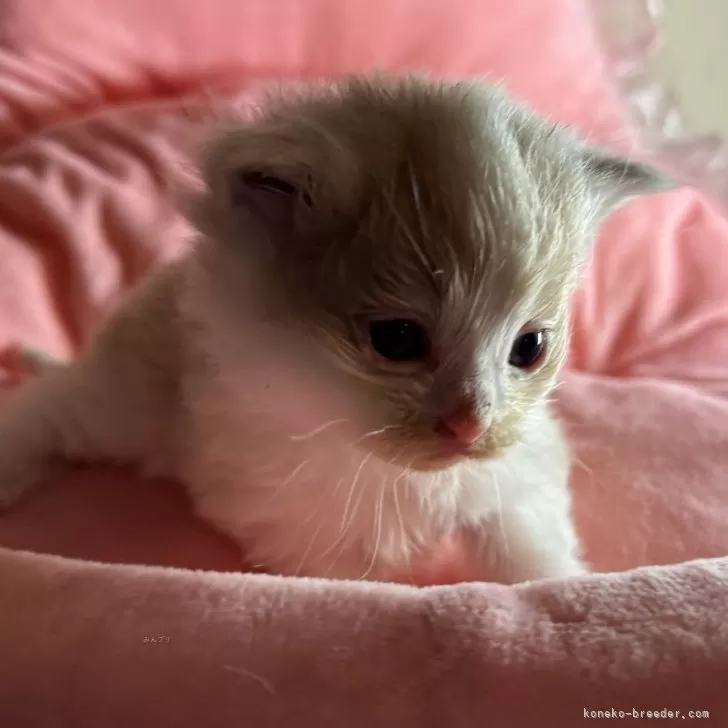 ID:2403-02693の子猫