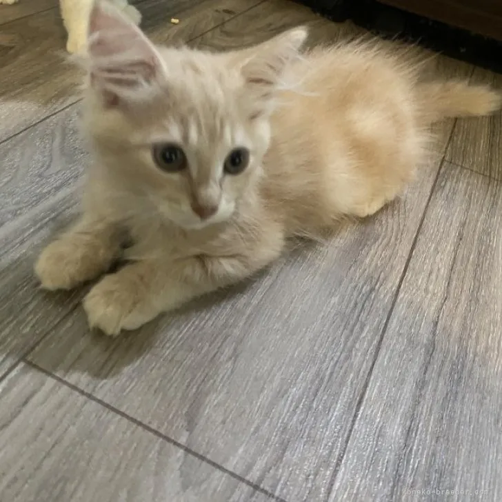 ID:2306-02967の子猫