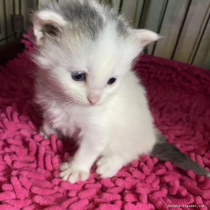 ID:2211-01823の子猫