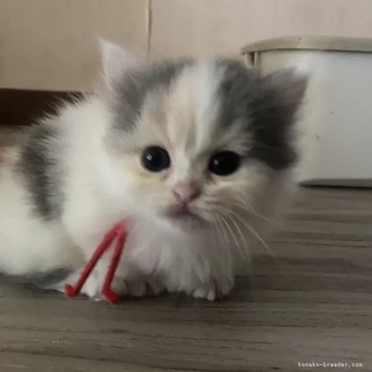ID:2406-01981の子猫