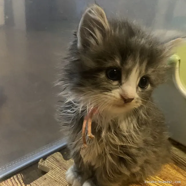 ID:2205-01487の子猫