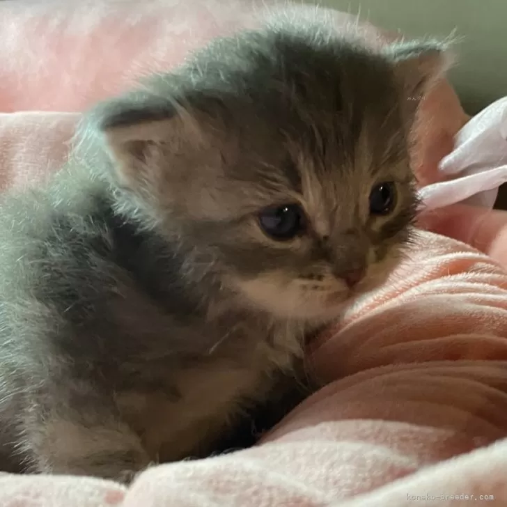 ID:2401-00612の子猫