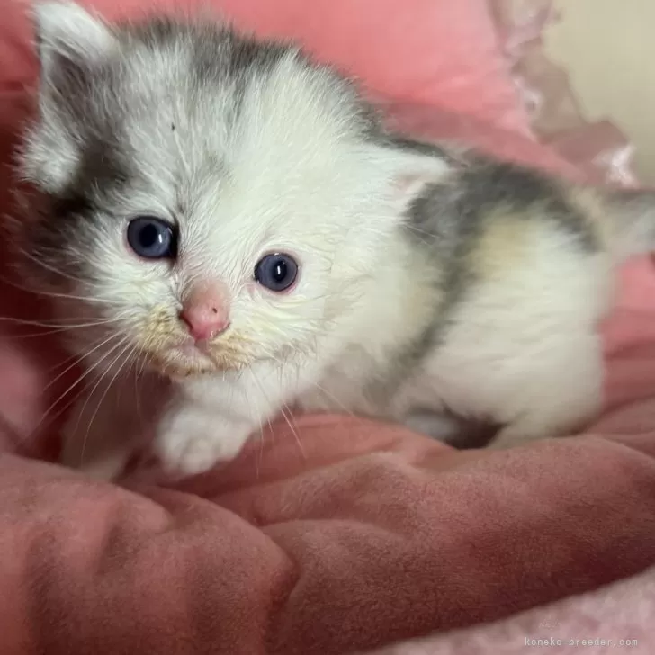 ID:2403-02686の子猫