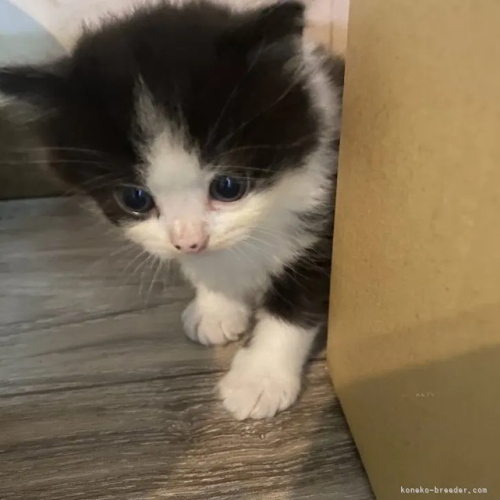 ID:2309-02528の子猫