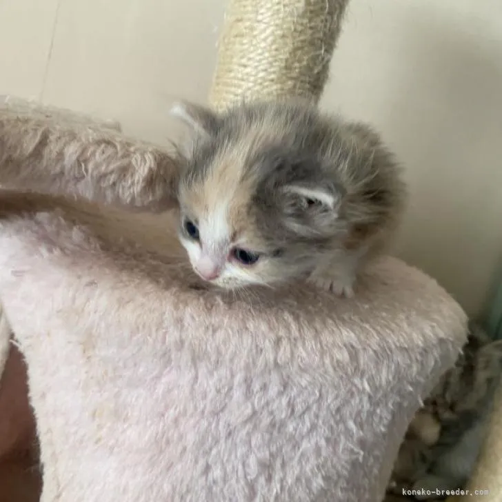 ID：2212-01331の子猫