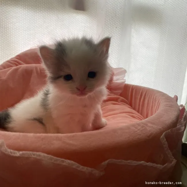 ID:2211-01817の子猫