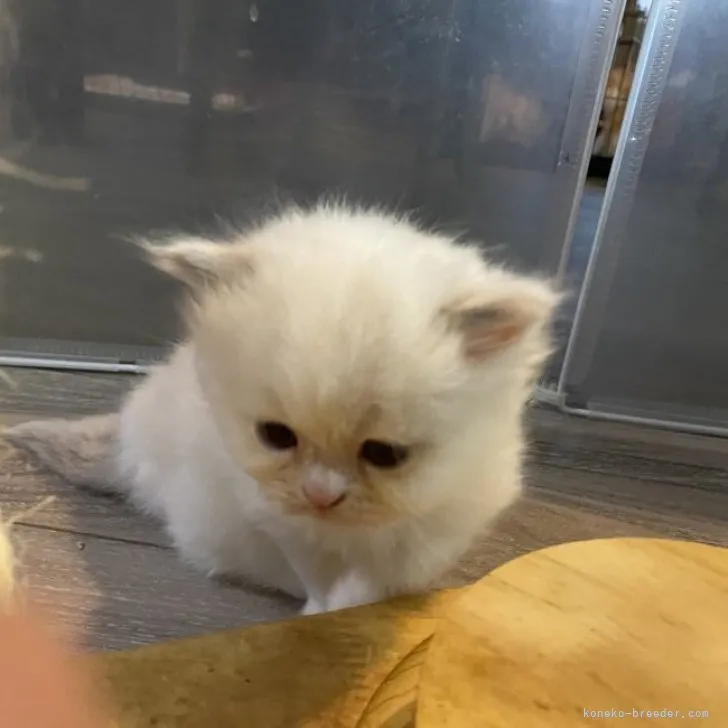 ID：2305-01201の子猫