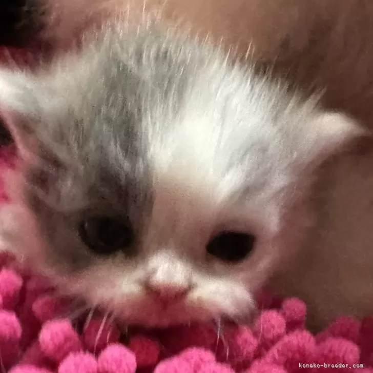 ID:2401-00549の子猫