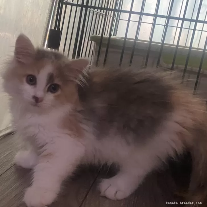 ID:2405-01841の子猫