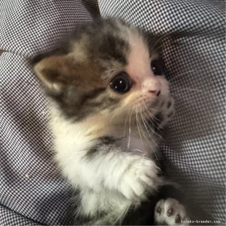 ID:2410-02436の子猫